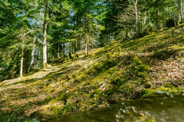 Tronchi muschiati vicino strada di campagna — Foto Stock