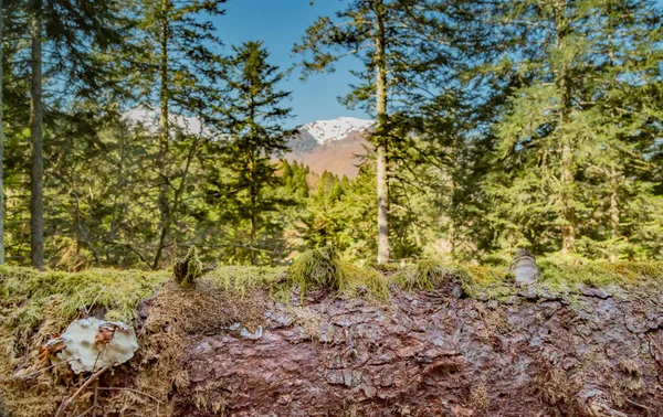 Tronchi muschiati vicino strada di campagna — Foto Stock