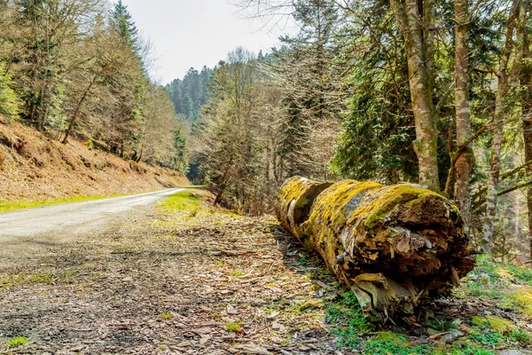 Mossy logs near countryside road — Stock Photo, Image