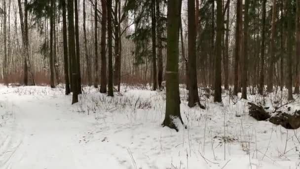 Rotación lenta de 360 en el bosque invernal. El invierno ruso. Movimiento steadicam Gimbal mientras caminamos en o más allá de un cuento de hadas como el bosque . — Vídeos de Stock