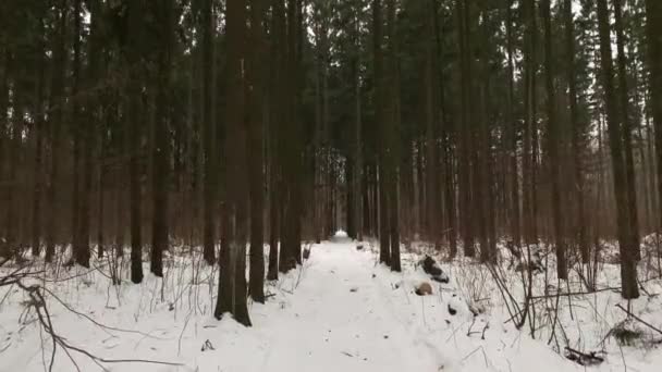 Camino lentamente por el sendero de nieve del bosque en el bosque de invierno. La nieve cae. El invierno ruso. Movimiento steadicam Gimbal mientras caminamos en o más allá de un cuento de hadas como el bosque . — Vídeos de Stock