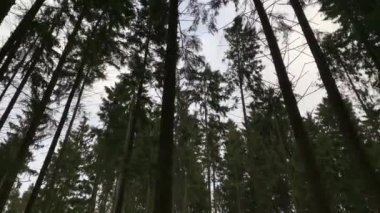 Camera walk among tall fir trees in the winter forest. A look at the crowns of fir trees. Gimbal steadicam movement as we walk in or past a fairy tale like forest. The snow falls. Russian winter.