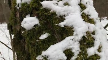 A tree in the forest overgrown with moss and covered with snow. Panning Slider Shot. Gimbal steadicam movement. Russian winter.