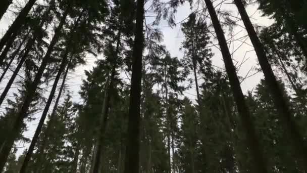 Camera walk among tall fir trees in the winter forest. A look at the crowns of fir trees. Gimbal steadicam movement as we walk in or past a fairy tale like forest. The snow falls. Russian winter. — Stock videók