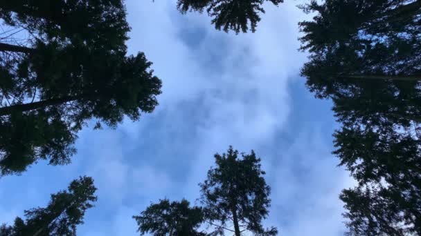 Clouds float across the blue sky among the tall firs.. A look at the crowns of fir trees. Gimbal steadicam. Blue sky. Russian winter. — Stockvideo