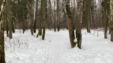 I walk slowly along the forest snow path in the winter forest. Russian winter. Gimbal steadicam movement as we walk in or past a fairy tale like forest.