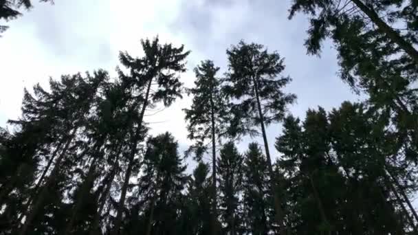 Camera walk among tall fir trees in the winter forest. A look at the crowns of fir trees. Gimbal steadicam movement as we walk in or past a fairy tale like forest. The snow falls. Russian winter. — ストック動画