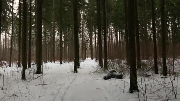 Camino lentamente por el sendero de nieve del bosque en el bosque de invierno. El invierno ruso. Gimbal. . — Vídeos de Stock