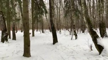 I walk slowly along the forest snow path in the winter forest. Russian winter. Gimbal steadicam movement as we walk in or past a fairy tale like forest.