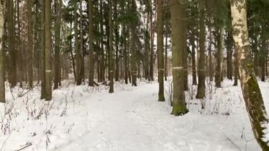 I walk slowly along the forest snow path in the winter forest. Russian winter. Gimbal steadicam movement as we walk in or past a fairy tale like forest.