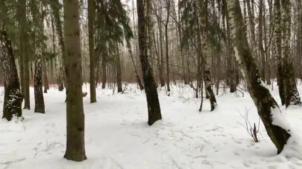 Camino lentamente por el sendero de nieve del bosque en el bosque de invierno. El invierno ruso. Movimiento steadicam Gimbal mientras caminamos en o más allá de un cuento de hadas como el bosque . — Vídeo de stock