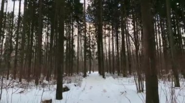 I walk slowly along the forest snow path in the winter forest. Russian winter. Gimbal.