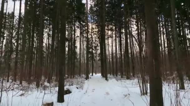 Camino lentamente por el sendero de nieve del bosque en el bosque de invierno. El invierno ruso. Gimbal. . — Vídeos de Stock