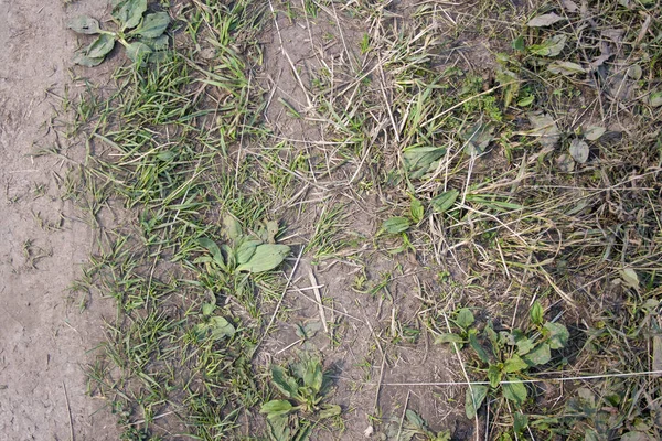 Grass and plantain on dusty road close up — Stock Photo, Image