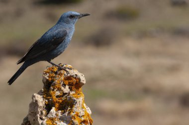 Blue Rock Thrush in his habitat, Monticola solitarius, İspanya 