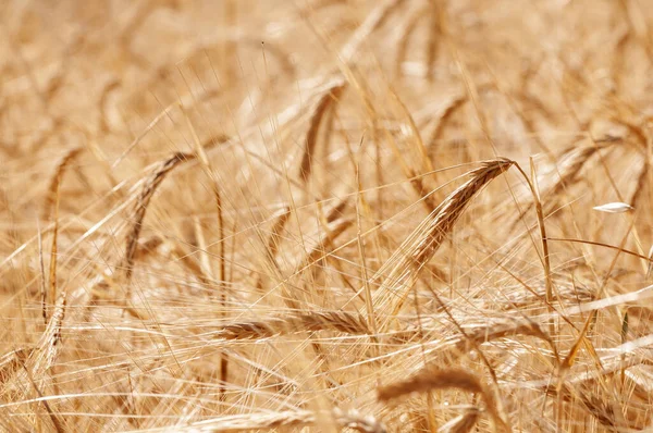 Barley ears in crop field — Stock Photo, Image