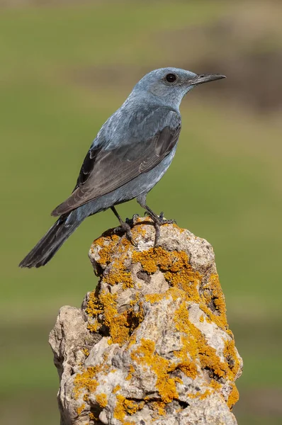 Blue Rock Thrush az élőhelyén, Monticola solitarius, Spanyolország — Stock Fotó