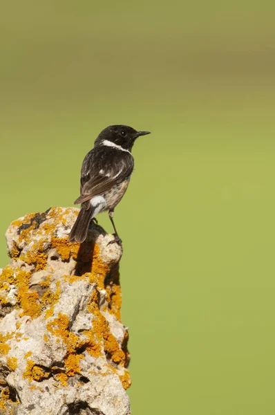 Saxicola torquatus vanliga stendamm ligger på en klippa — Stockfoto