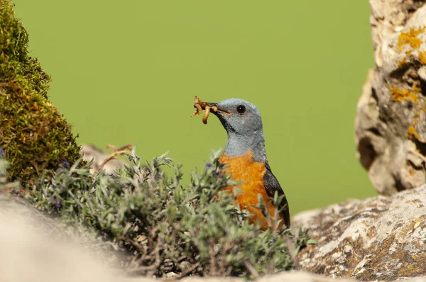 Tordo rochoso comum no seu habitat - Monticola saxatilis — Fotografia de Stock