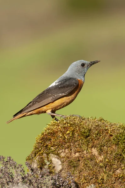 Közös szikla rigó élőhelyén - Monticola saxatilis — Stock Fotó