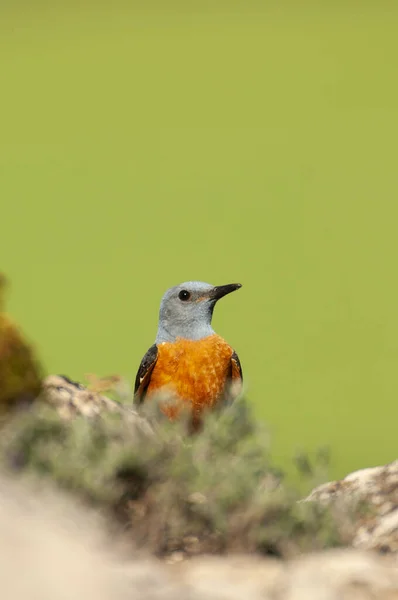 Tordo rochoso comum no seu habitat - Monticola saxatilis — Fotografia de Stock