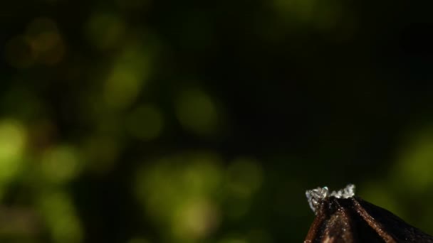 Macro Time Lapse Creëren Van Vormen Van Ijs Een Blad — Stockvideo