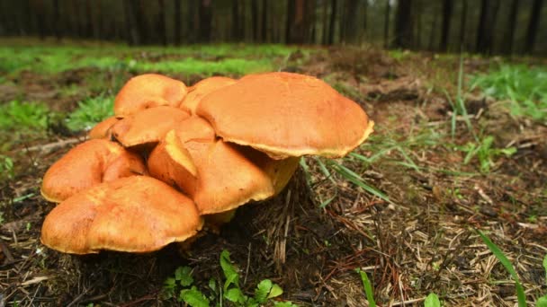 Grupo Cogumelos Uma Floresta Pinheiro Com Chuva — Vídeo de Stock