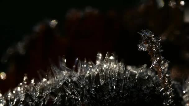 Macro Time Lapse Degelo Gelo Musgo Pequeno Ramo — Vídeo de Stock