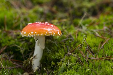 Amanita Muscaria, zehirli mantar ve ormandan gelen doğal halüsinojen, kırmızı başlıklı sihirli mantar.