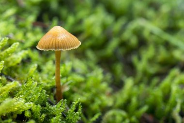 Ormanda yosun ve kertenkele arasında yetişen mantarlar, sonbahar