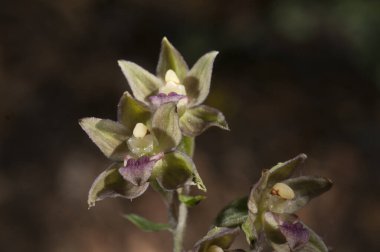 Epipactis tremolsii çiçeğinin yabani orkide çiçekleri ve bitki detayları