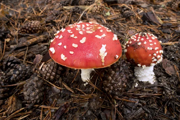 Amanita Muscaria Jedovatá Houba Přírodní Halucinogen Lesa Červená Čepice Magic — Stock fotografie