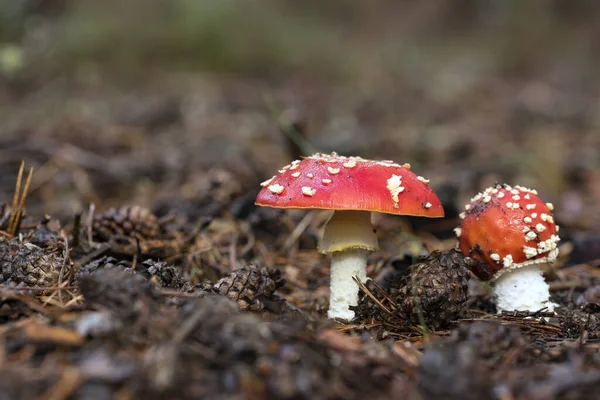 Amanita Muscaria, poisonous mushroom and natural hallucinogen from the forest, Red capped Magic Mushroom