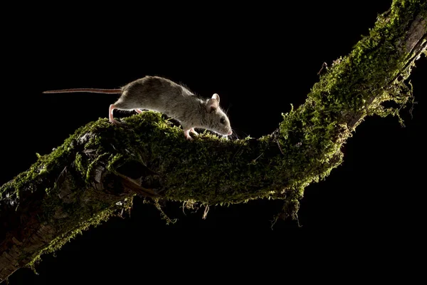 Apodemus Sylvaticus Ποντίκι Πεδίου Αναρρίχηση Ένα Κλαδί Αναζήτηση Τροφής — Φωτογραφία Αρχείου