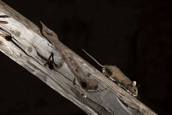 Apodemus Sylvaticus Mysz Polna Wspinająca Się Gałąź Poszukiwaniu Pożywienia — Zdjęcie stockowe
