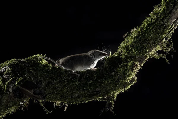 Πυγμαίος Ποντικός Ευρασιατικός Sorex Minutus Φυσικό Περιβάλλον Σκαρφαλώνοντας Ένα Κλαδί — Φωτογραφία Αρχείου