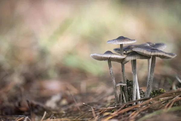 Group Mushrooms Growing Forest Autumn — Stock Photo, Image
