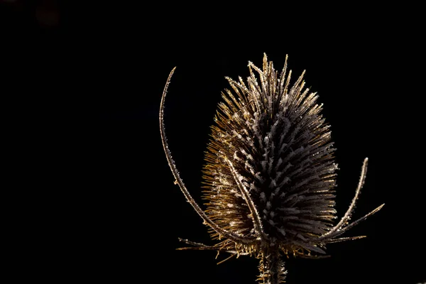 엉겅퀴 겨울에 얼음이 Onopordum Acanthium — 스톡 사진