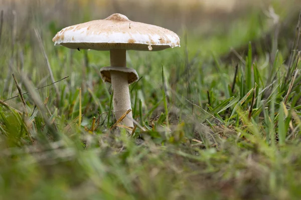 Mushroom Parasol Grass Mushrooms Macrolepiota Mastoidea Green Meadow — Stock Photo, Image