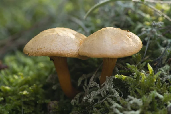 Setas Que Crecen Bosque Entre Musgo Líquenes Otoño — Foto de Stock