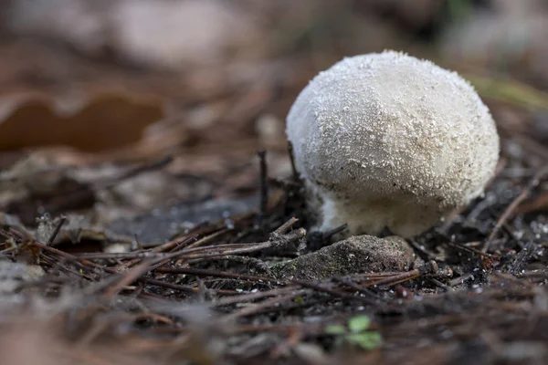 Setas Que Crecen Bosque Entre Musgo Líquenes Otoño — Foto de Stock