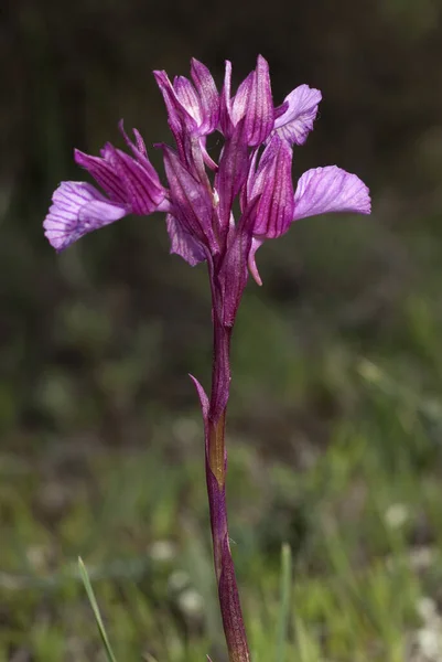 Orchidej Orchis Papilionacea Rostlina Květ Svém Přírodním Prostředí Divoká Orchidej — Stock fotografie