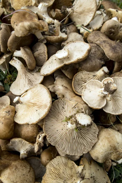 Pleurotus Eryngii Mushroom Thistle Cardoncello Mushroom Freshly Picked Field — Stock Photo, Image