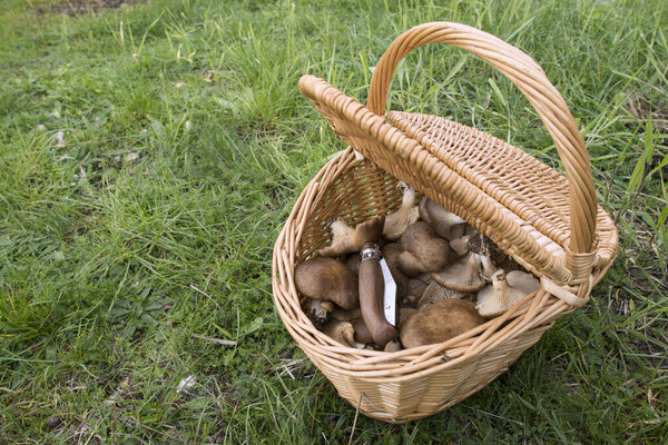 Furotus eryngii. Грибной Чертополох. Кардончелло гриб свежесобранный в поле, с корзиной и ножом
