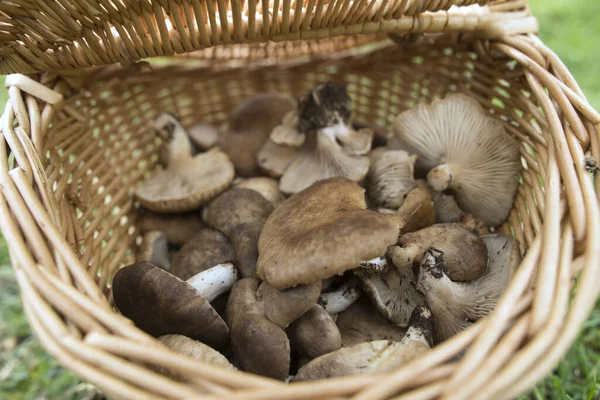 Pleurotus Eryngii Svamptistel Cardoncello Svamp Nyplockad Fält Med Korg Och — Stockfoto