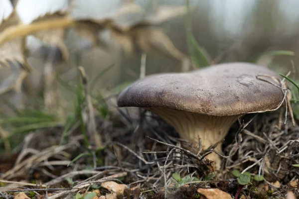 Pleurotus Eryngii Mushroom Thistle Cardoncello Mushroom Field — Stock Photo, Image