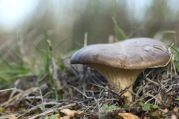 Pleurotus Eryngii Mushroom Thistle Cardoncello Mushroom Field — Stock Photo, Image