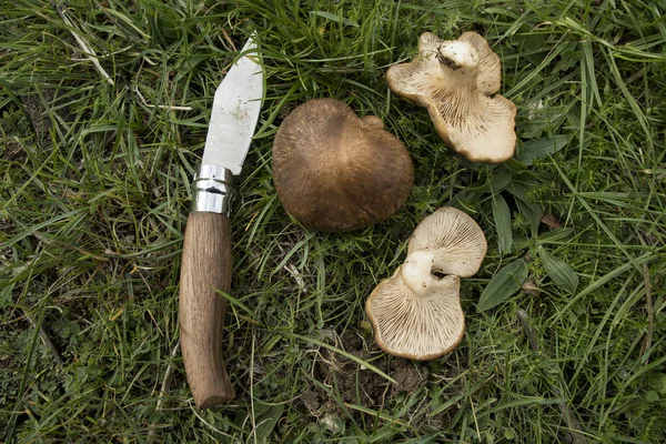 Pleurotus Eryngii Cardo Hongo Seta Cardoncello Campo Maquinilla Afeitar — Foto de Stock