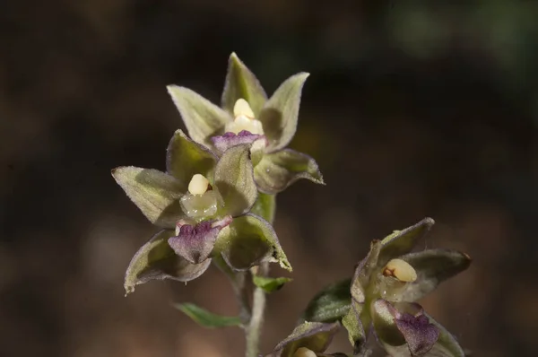 Flores Selvagens Orchid Flor Epipactis Tremolsii Detalhe Planta Imagem De Stock