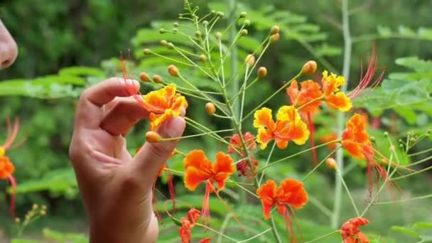 Mädchen Riecht Frühlingsblumen Wald Frau Riecht Orangefarbene Tropische Blüten Zeitlupe — Stockvideo